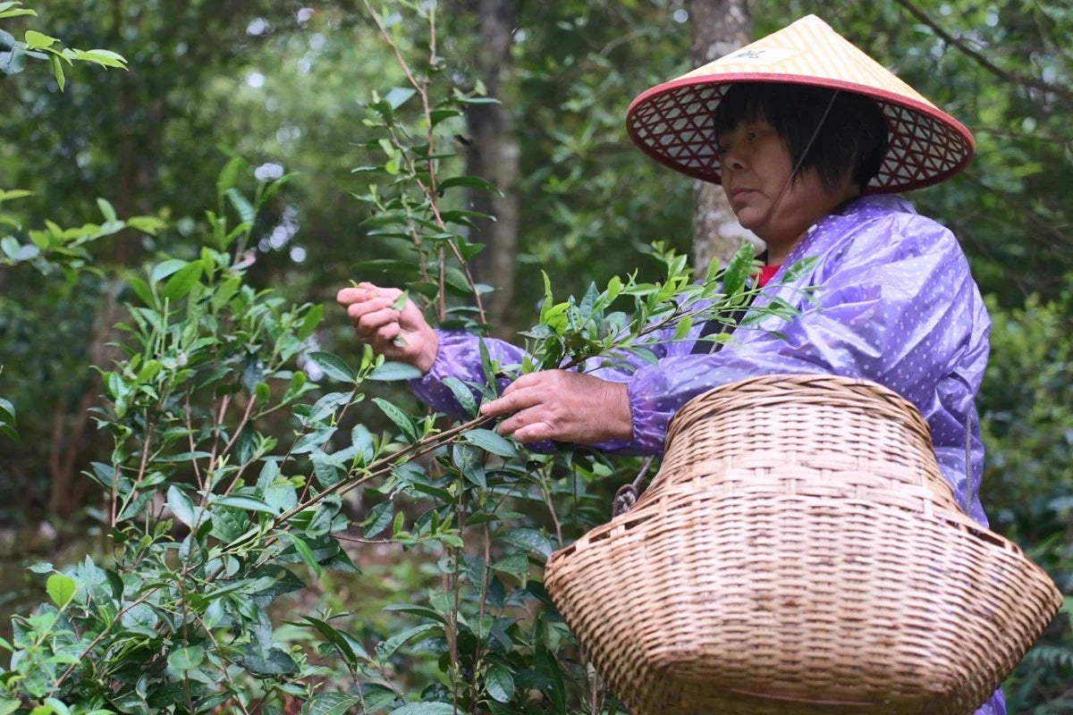 Aunt Li, a tea-making master worthy of admiration