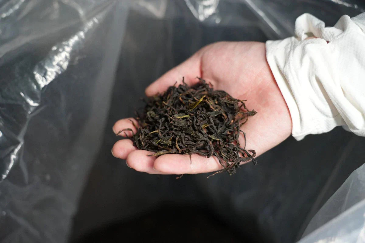 Phoenix Dancong-Chinese Oolong Tea