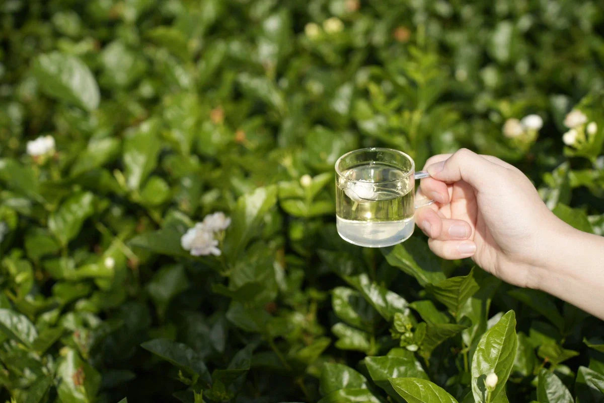 Jasmine Tea Benefits and History