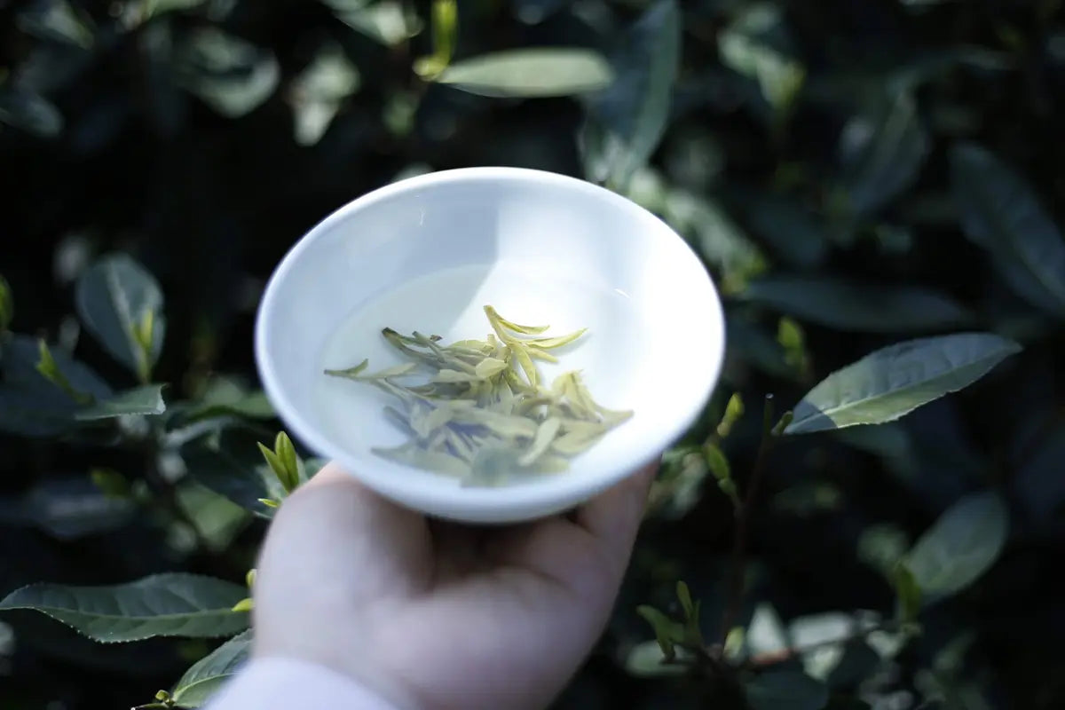 Know About Chinese Tea: Does Chinese Green Tea Color Your Teeth?