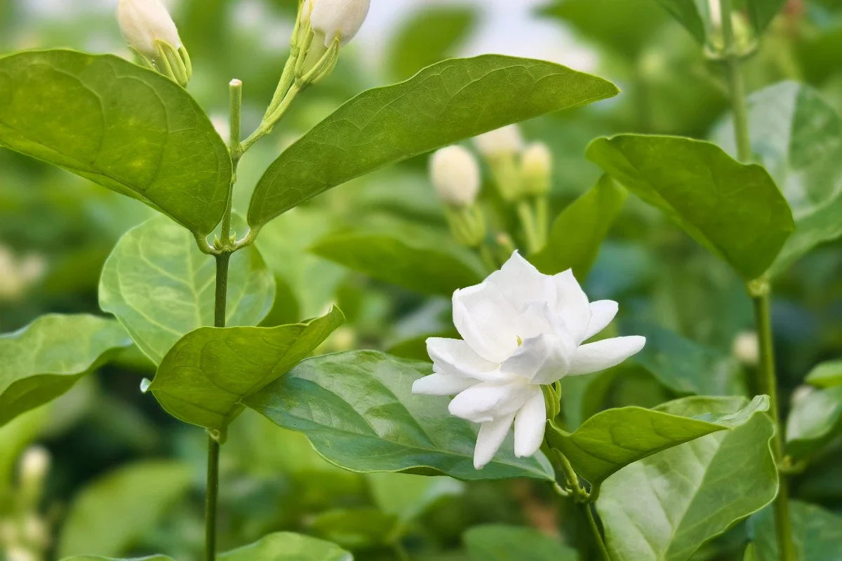 jasmine tea loose leaf