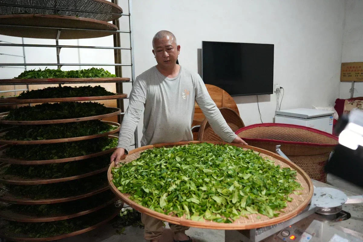 A tea master is demonstrating the tumbling process in Oolong tea making
