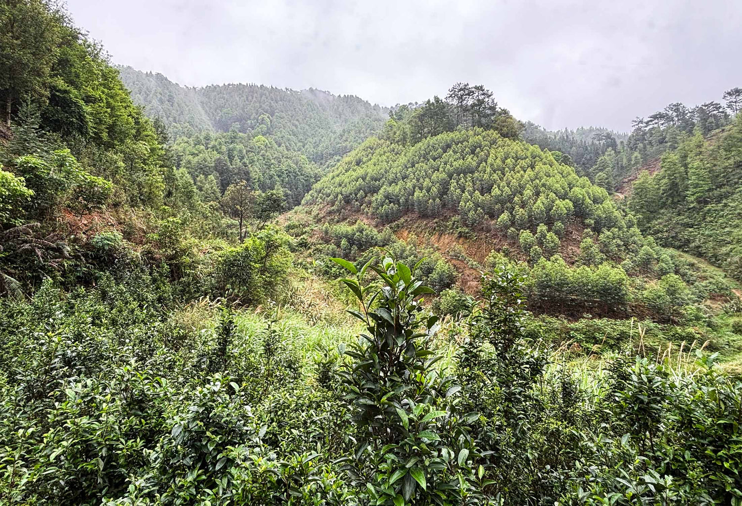 wild tea