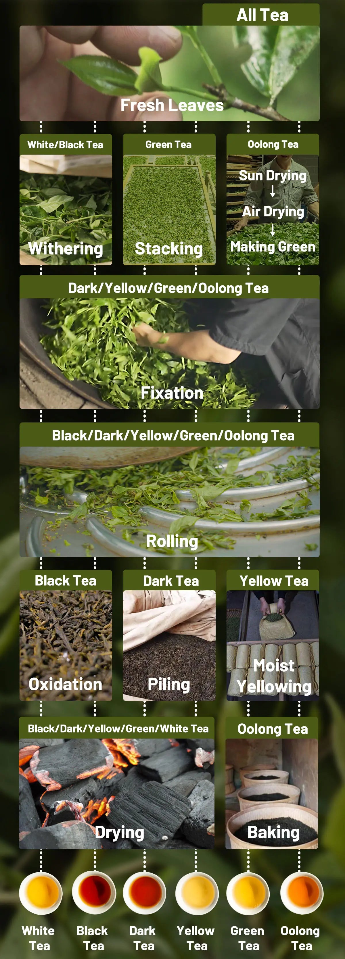 Craftsmanship of the six major tea types in China