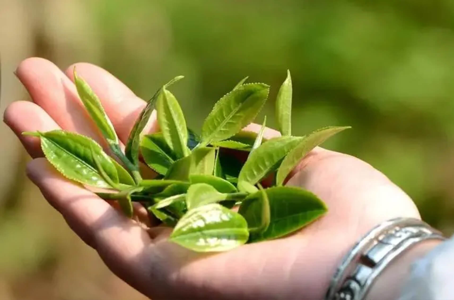 Small-leaf-variety-tea-is-more-aromatic