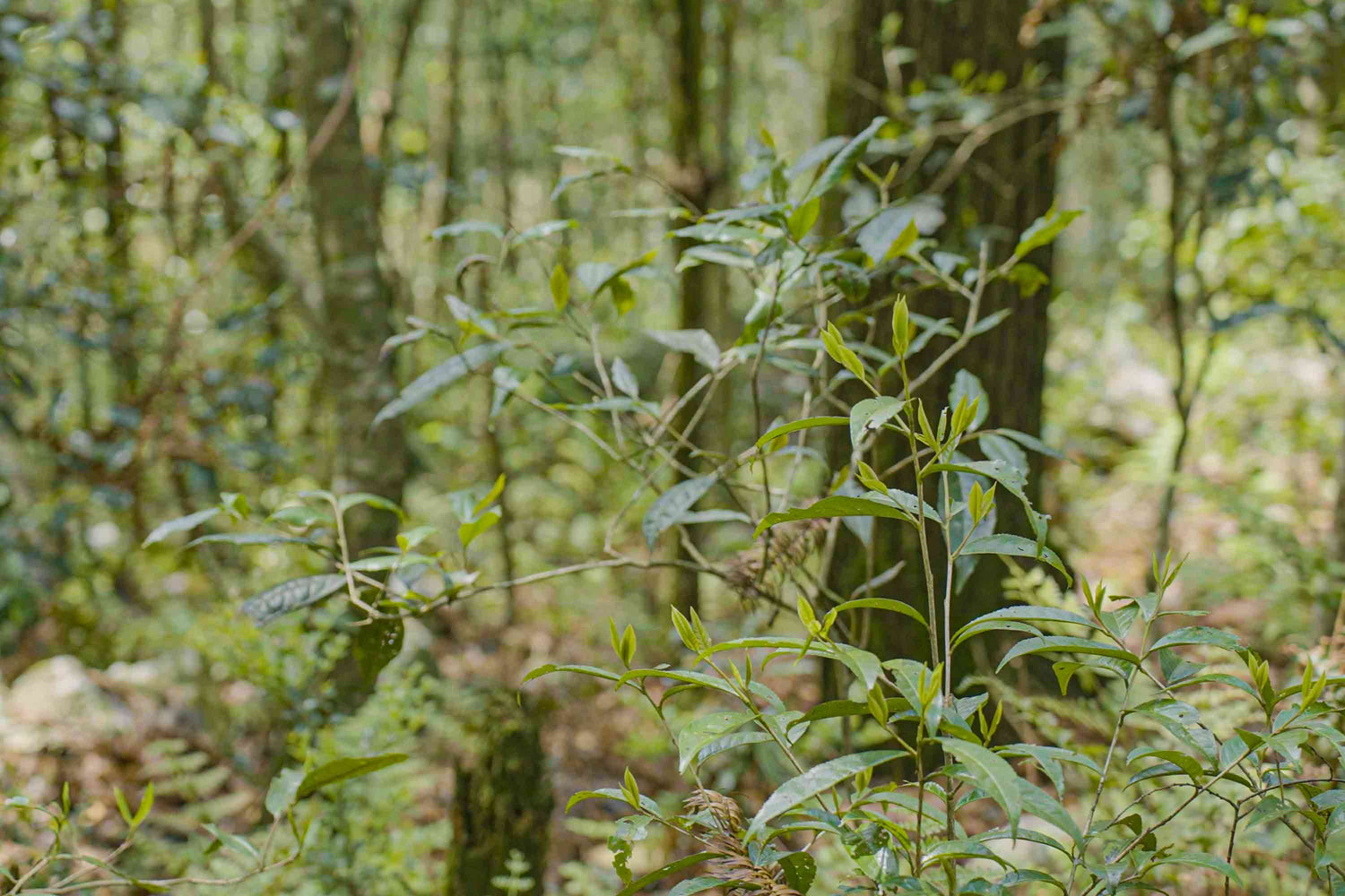 Growth-Environment-Mainly-Wild-Tea-Trees-Southern-Climate-and-Mixed-Plant-Growth