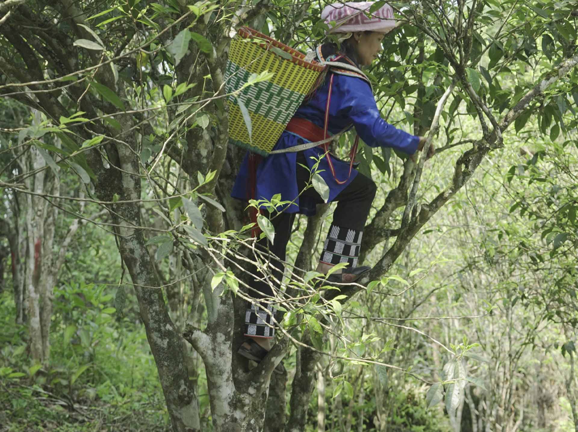 old-tree-tea-fenghuangdancong