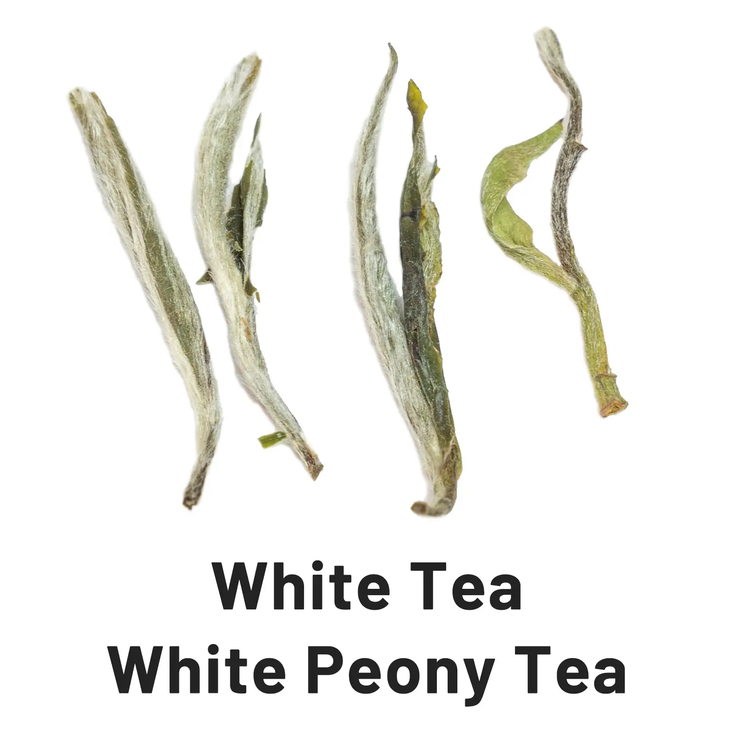 white tea white peony tea 