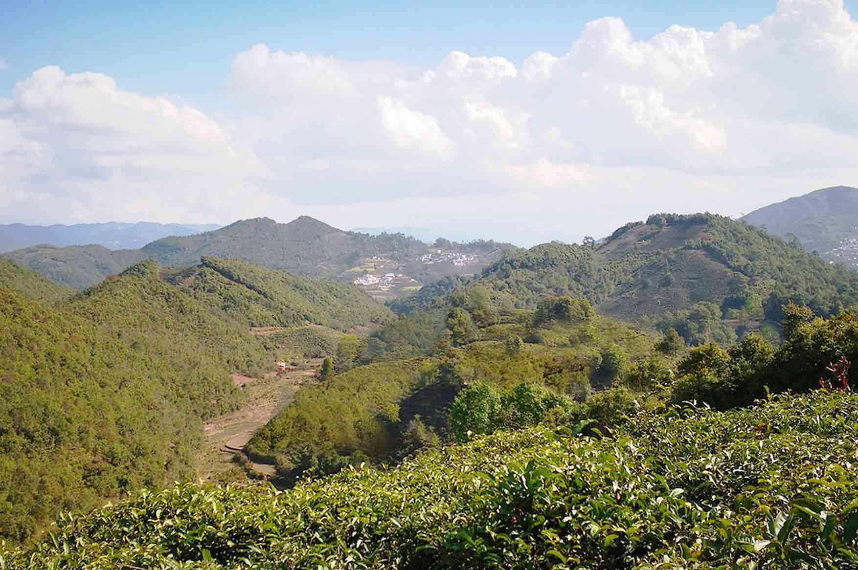 yunanblacktea-High-Mountains-In-Mist-Produce-Good-Tea