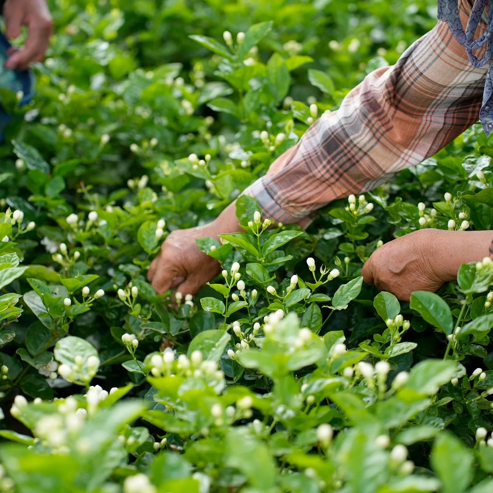 The History and Origins of Jasmine Tea