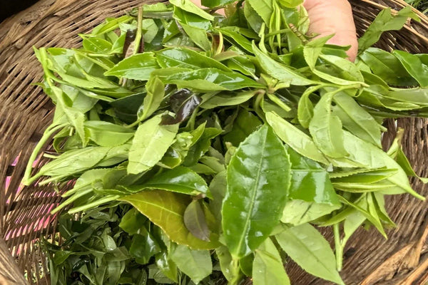 What's the difference between green tea leaves of various grades?