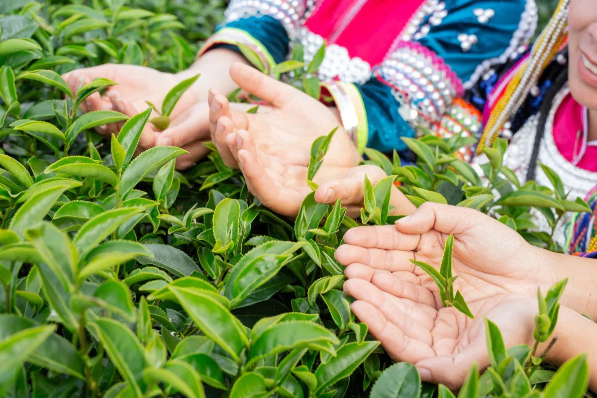 people are looking green tea