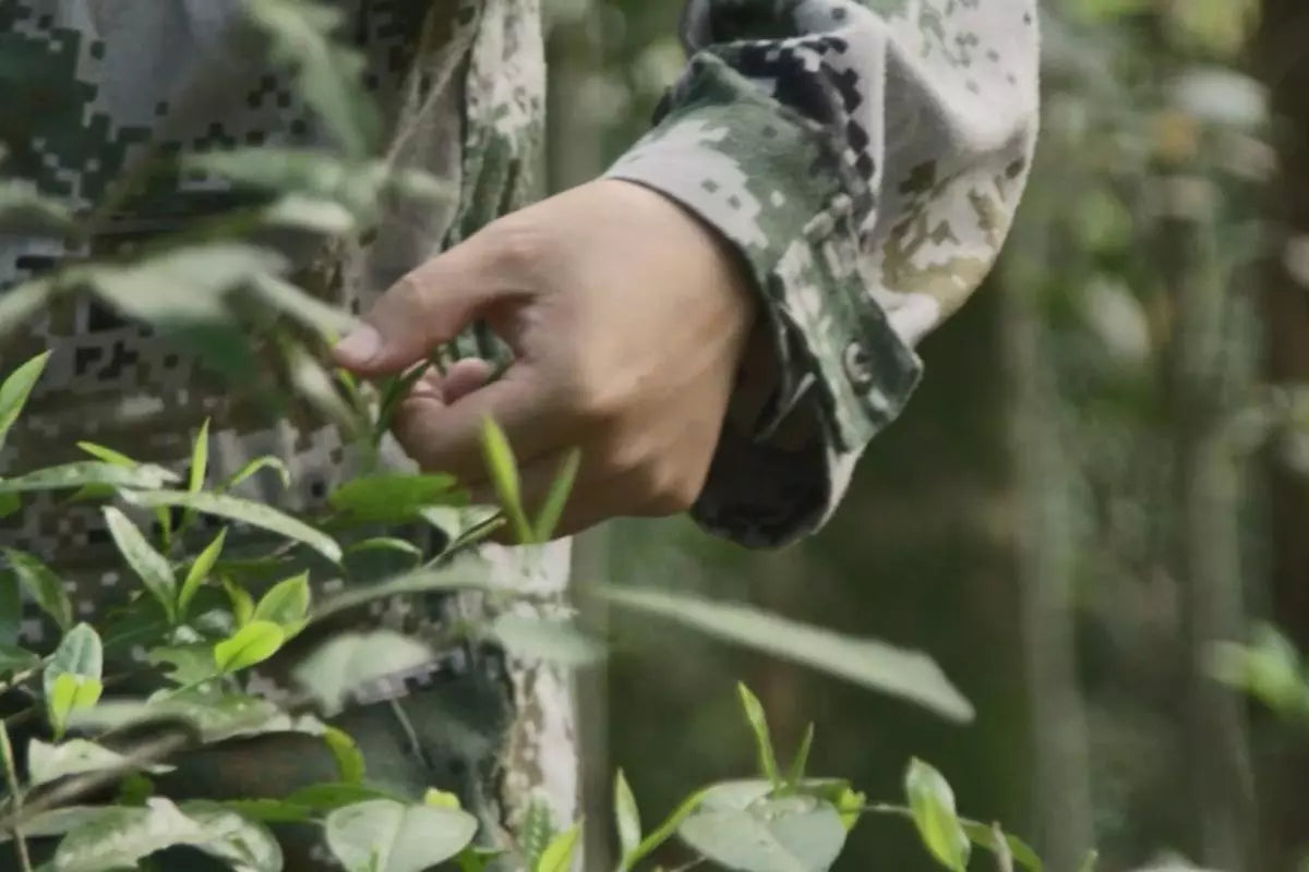 pick tea leaves