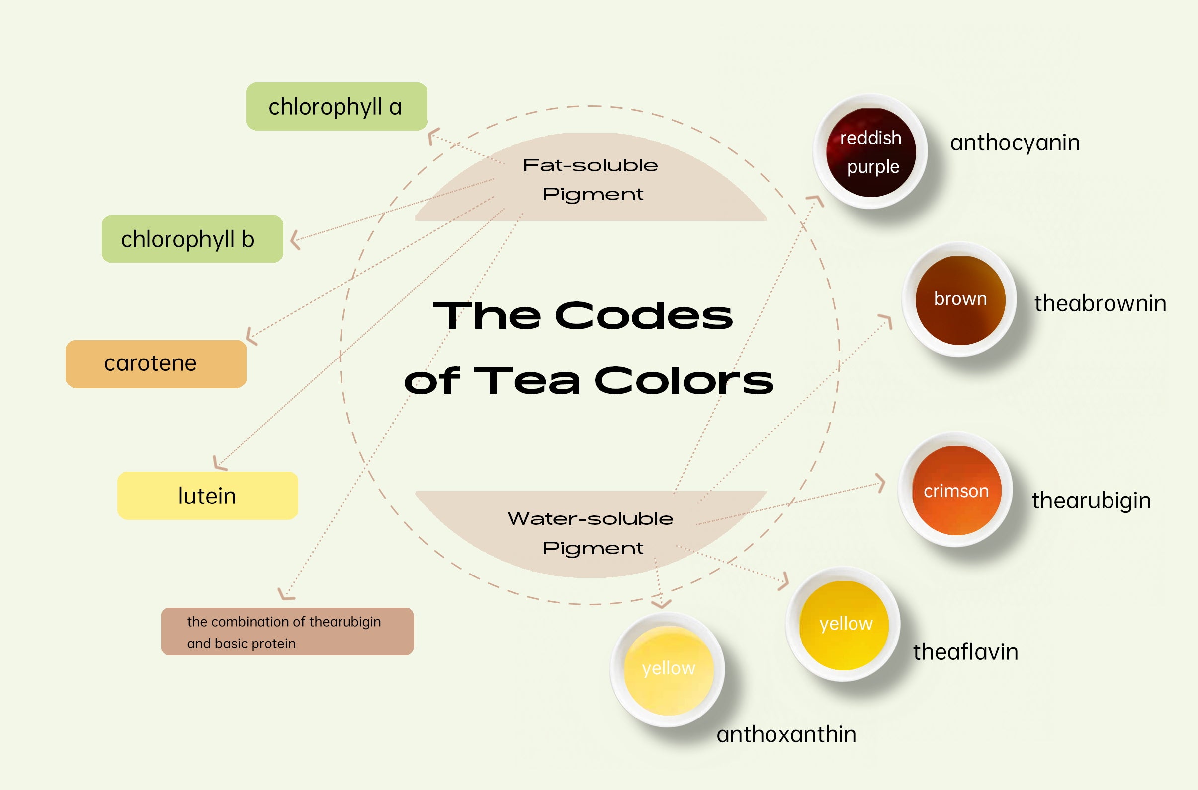 What’s the Codes of Tea Colors?