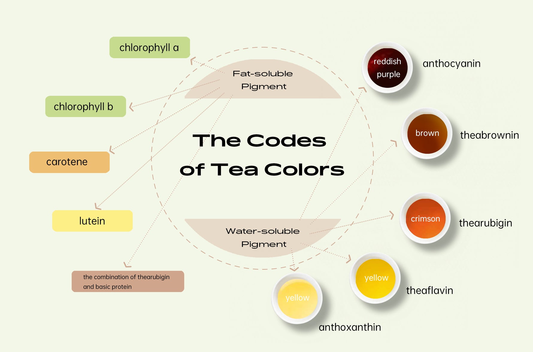 What’s the Codes of Tea Colors?