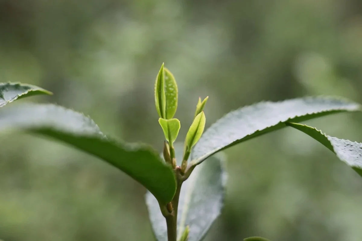 First Spring, First Pick Green Tea Buds with Fresh, Tender Leaves