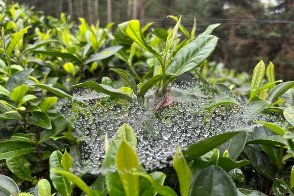 How Different Green Tea Processes Affect the Flavor of Green Tea.