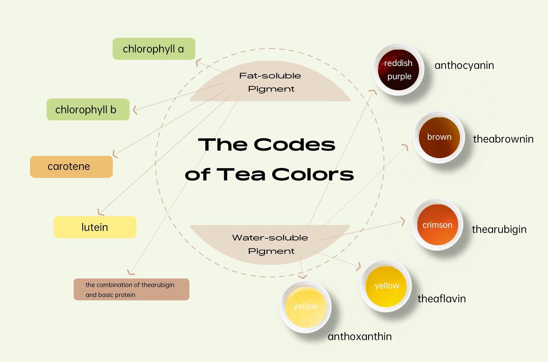 Discover the Fascinating World of Tea Colors | iTeaworld