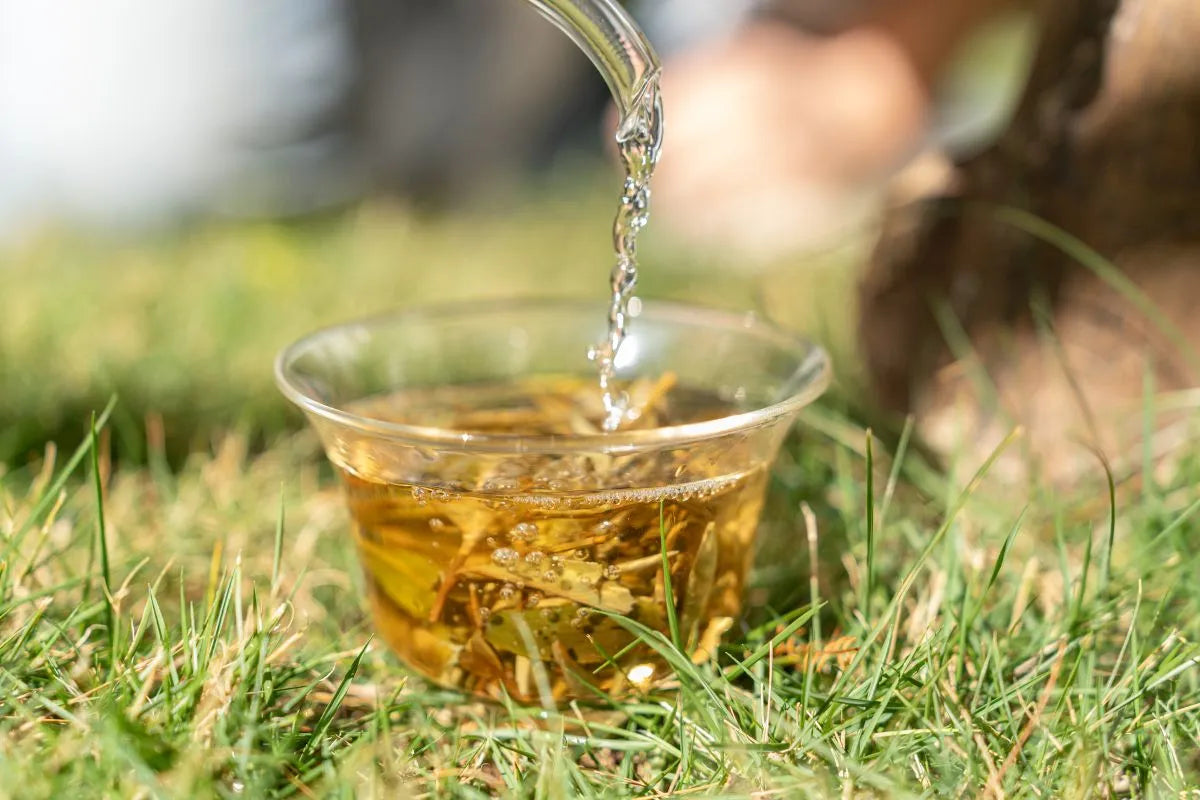 6 Best Cold Brew Green Tea | iTeaworld