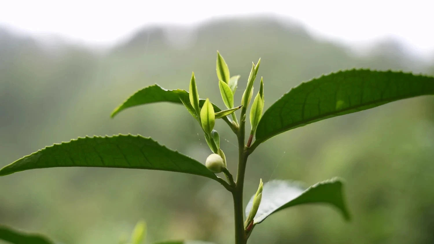 What's the Big Deal About Chinese Tea?