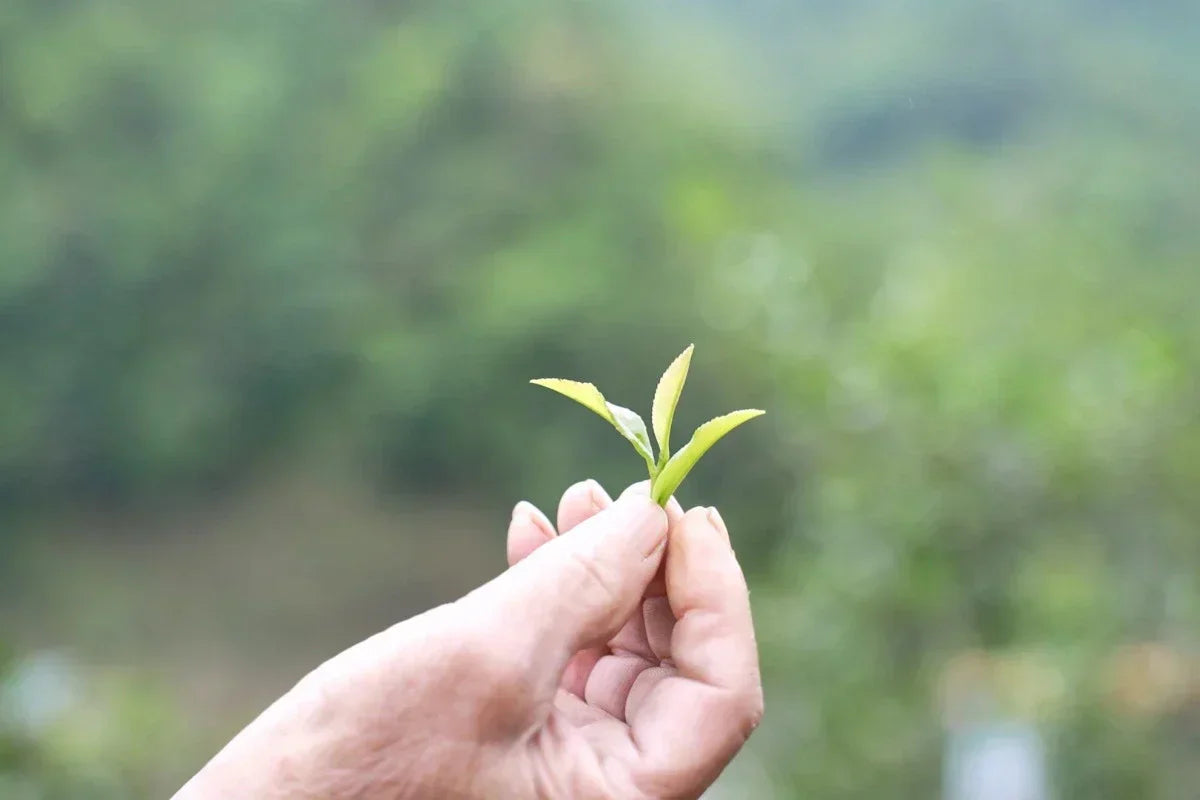 10 Best Chinese Green Tea