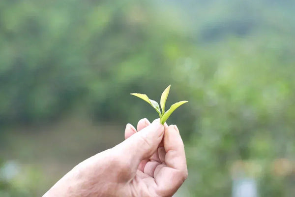 10 Best Chinese Green Tea