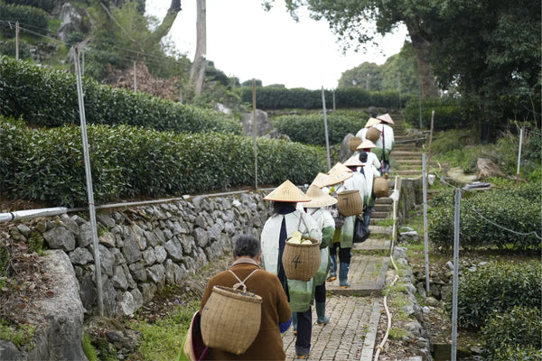So Many Chinese Green Teas—How Do You Actually Choose? A Simple Roadmap for Your Journey