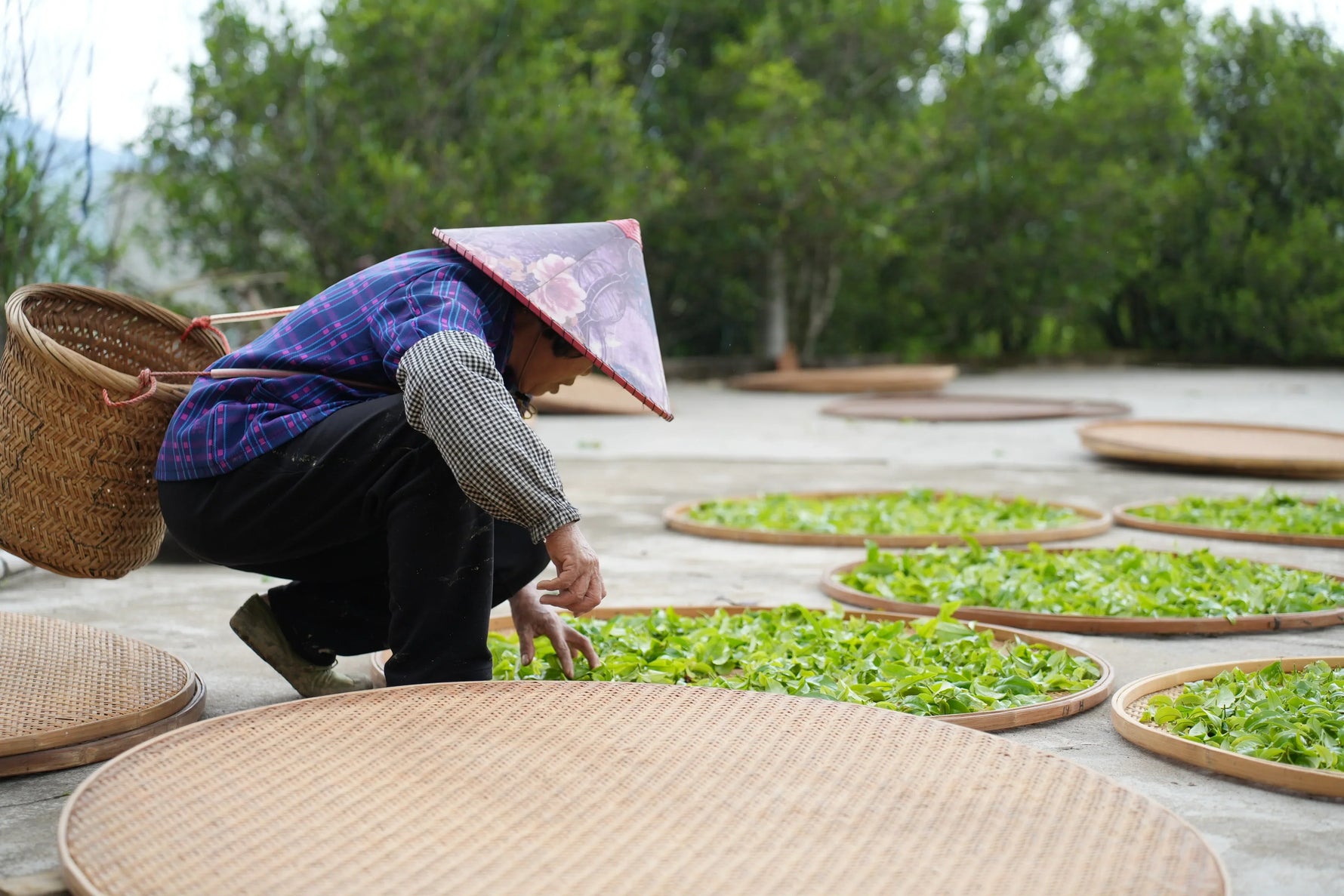 How to Start with Oolong Tea?