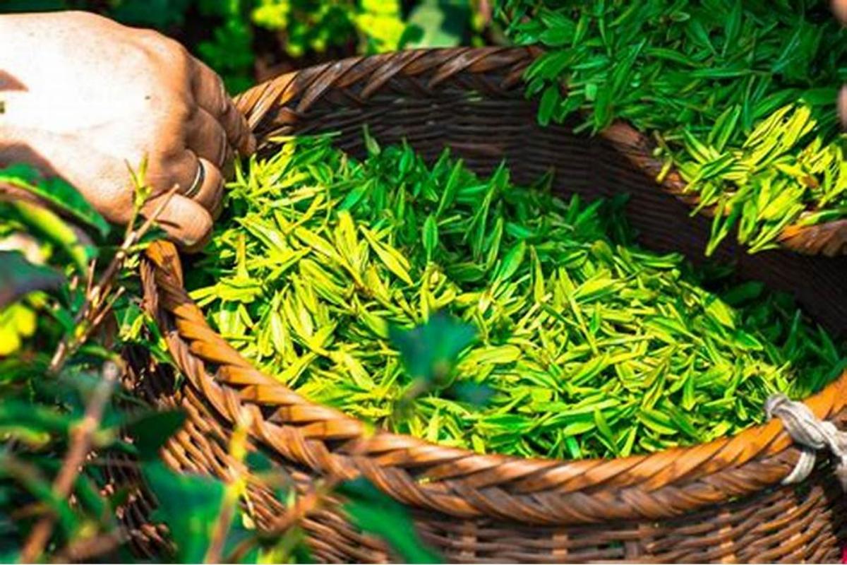 Loose Leaf Green Tea Buying Guide