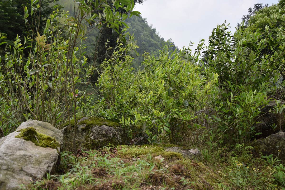 Protecting Wild Old Tea Trees Is Difficult, But It’s Worth It.