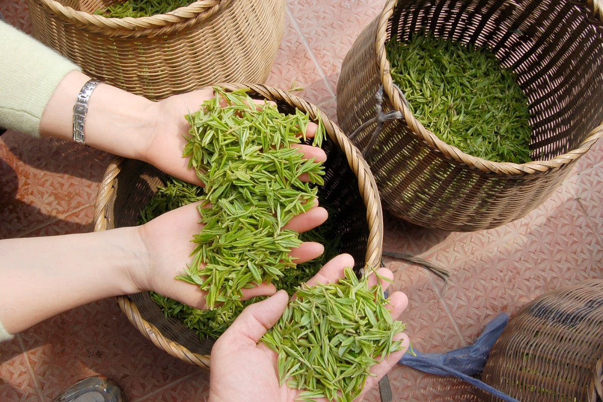 Chinese Green Teas – iTeaworld