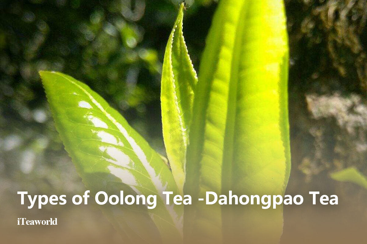 All About Da Hong Pao: Types, Origins, and How to Brew