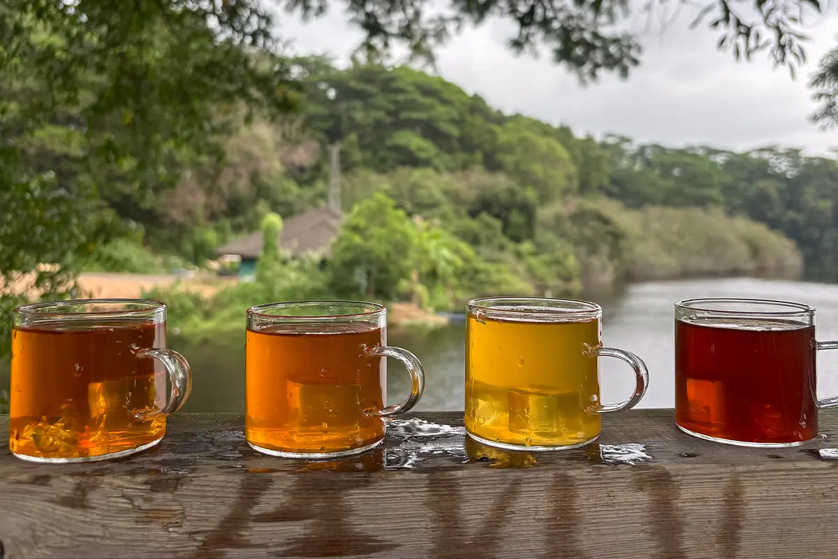 The Best Tea Samplers Under $50