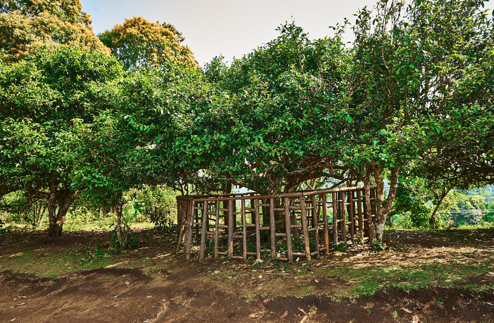 old-tree-loose-leaf-tea