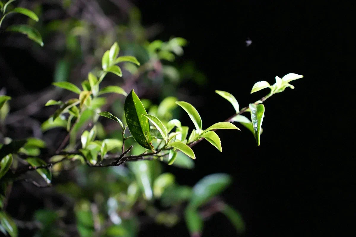 guangdong oolong tea