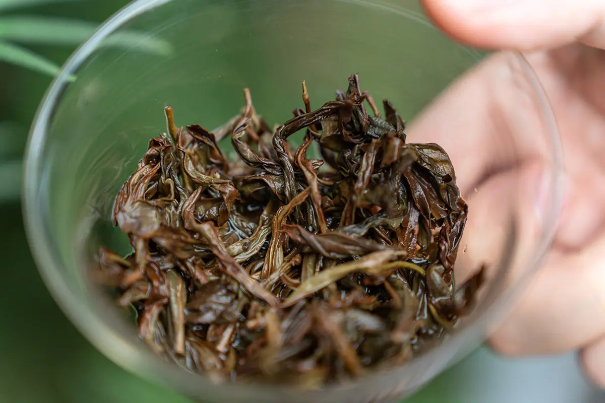 The Most Important Factors for the Perfect Oolong Tea Aroma