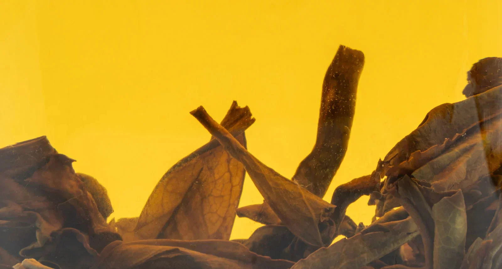 10 Best Chinese Loose Leaf Oolong Teas of 2025