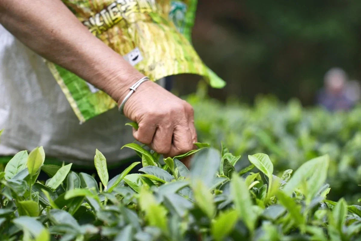 oolong tea pick