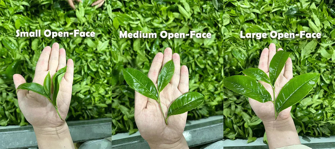 What Is the Chinese Scented Tea System—And How Do You Go from Beginner to Expert?