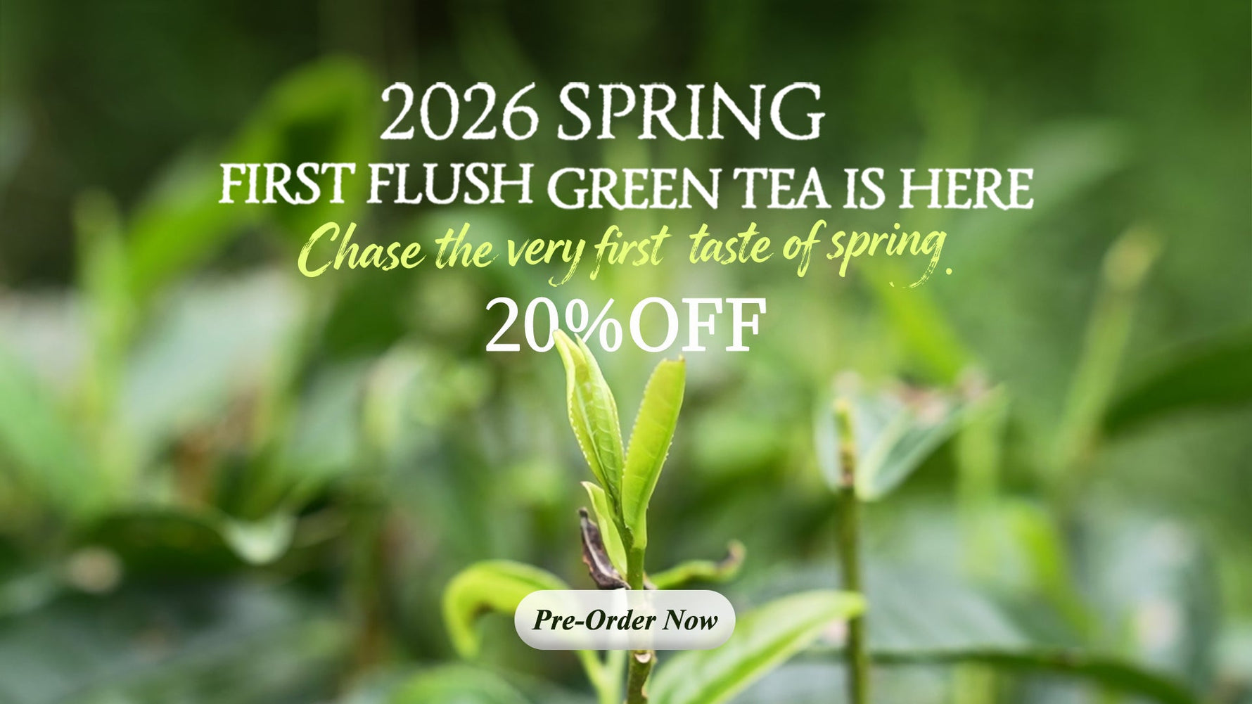 2026春茶上新啦（优惠券：6park)