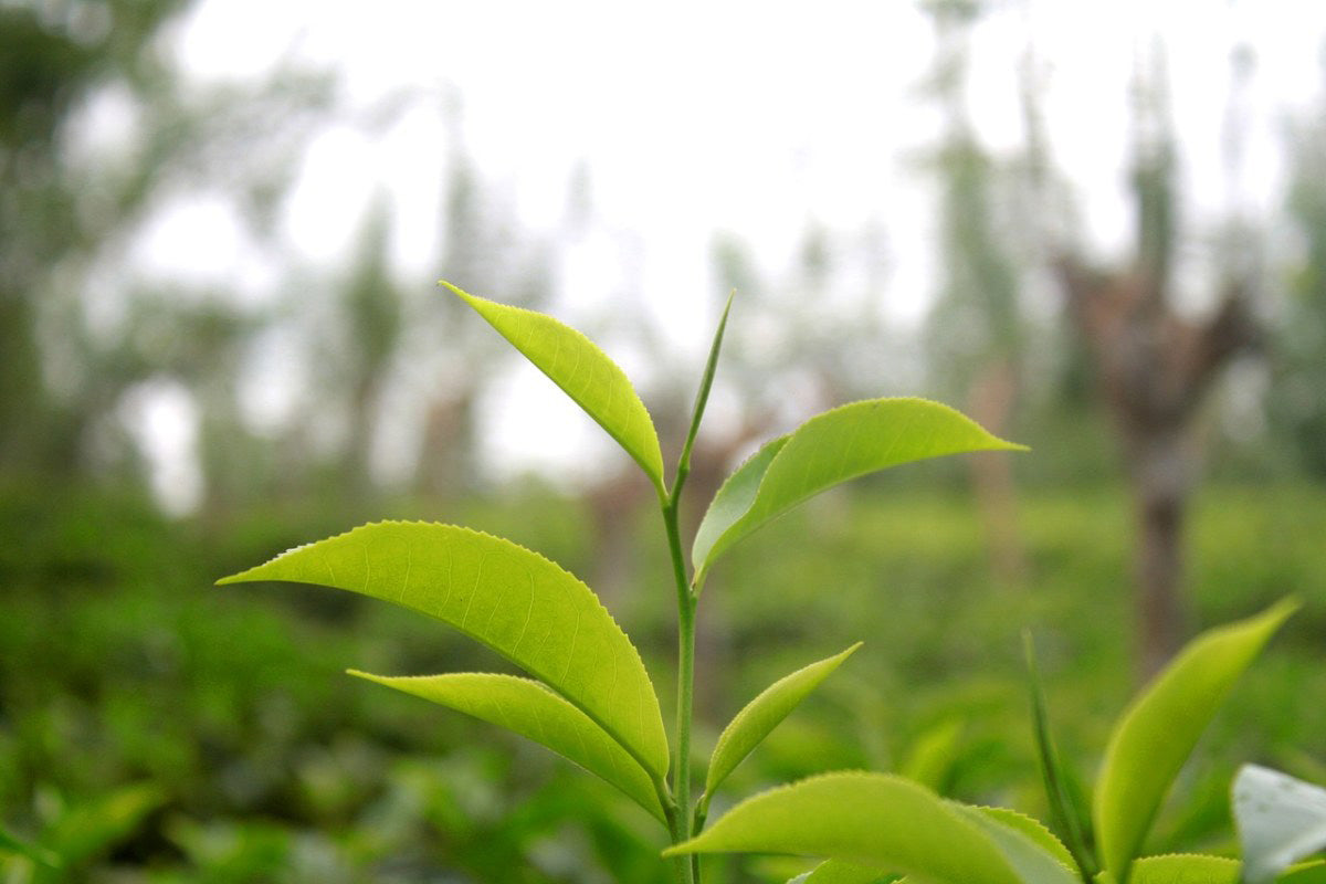 In Guangxi, Guilin, There Are Some Old and Unique Wild Tea Trees…