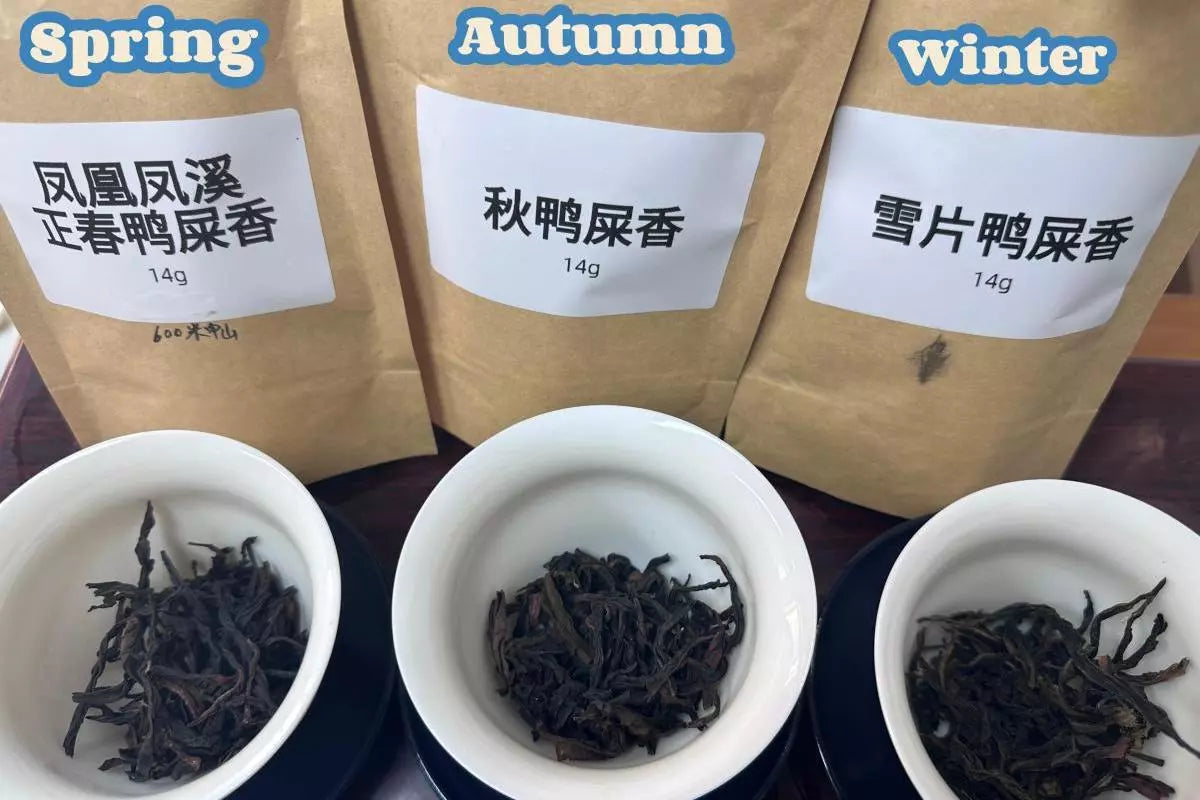 YaShiXiang Dancong Teas from Different Seasons