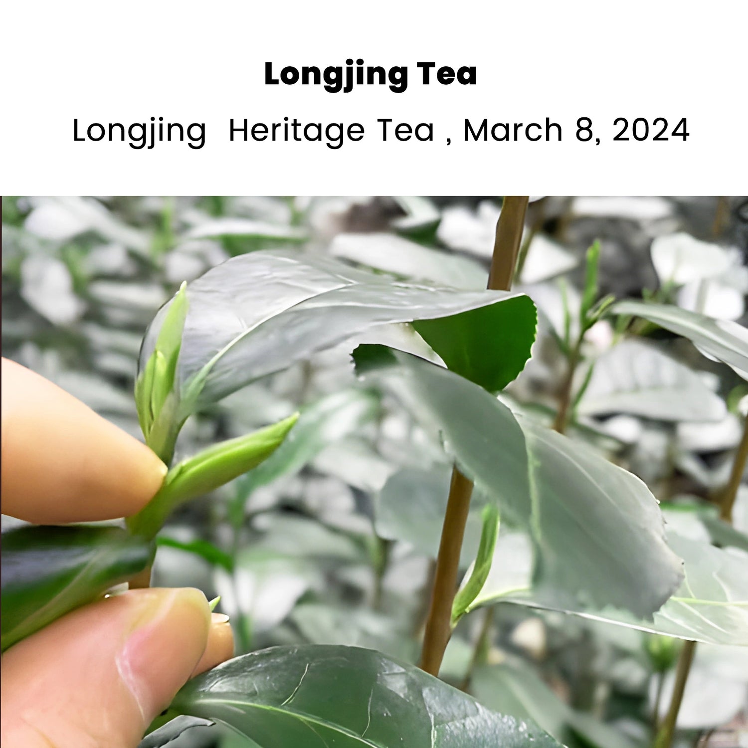 2025 Longjing First Flush Spring green Tea 50g (Pre-Sale)