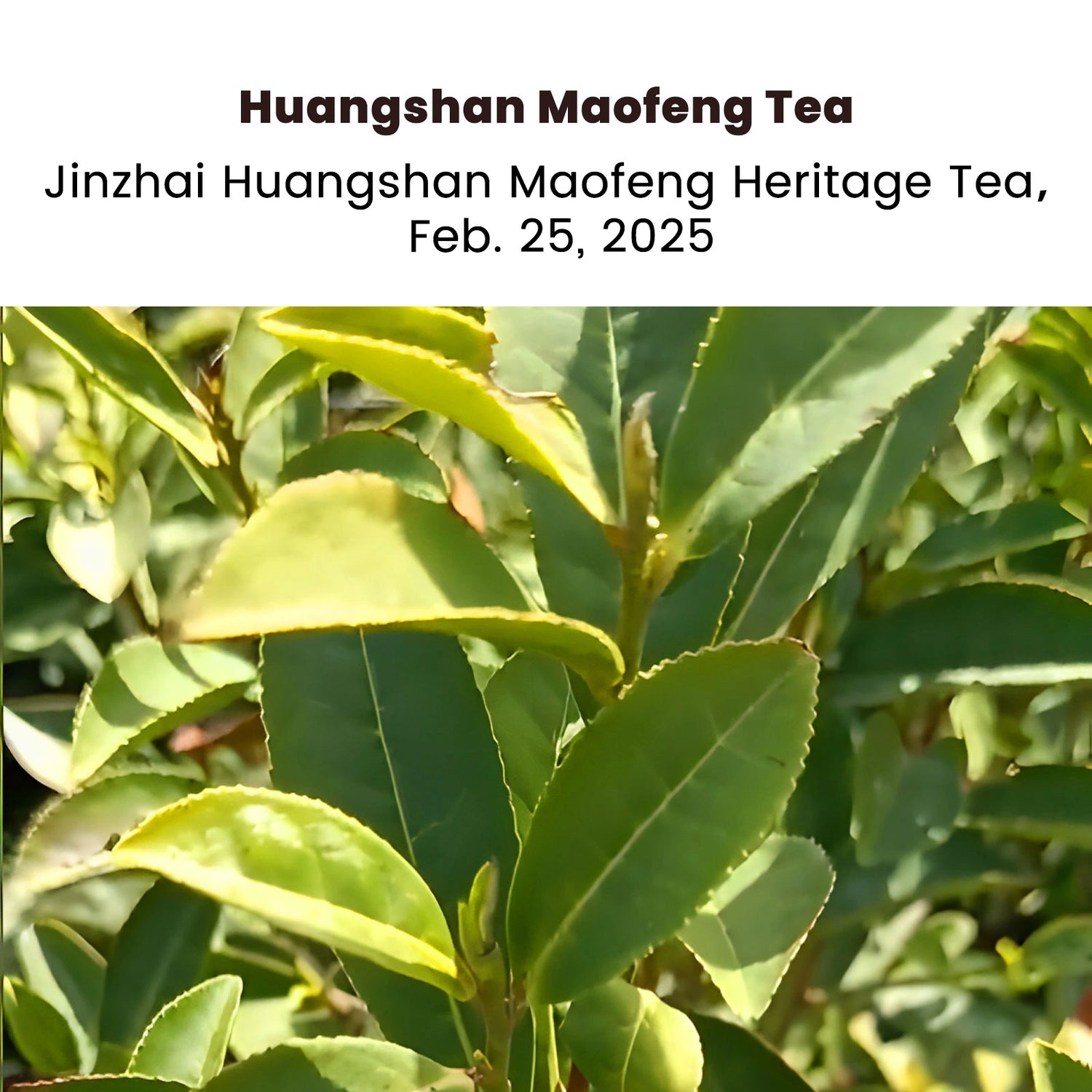 2025 Maofeng First Flush spring green tea 50g (Pre-Sale)