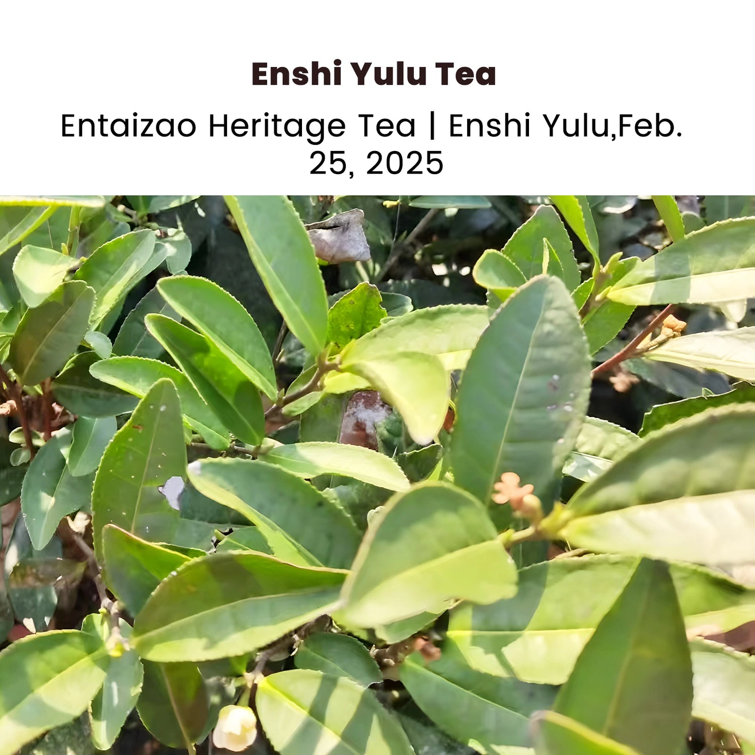 2025 Enshi Yulu First Flush spring green tea 50g (Pre-Sale)