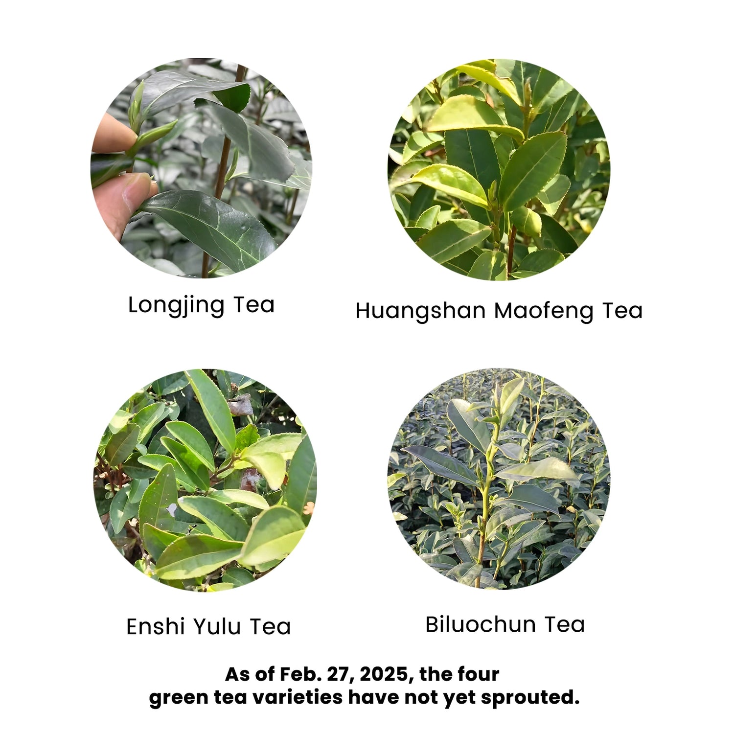 2025 First Flush Spring Tea Collection (Pre-Sale)