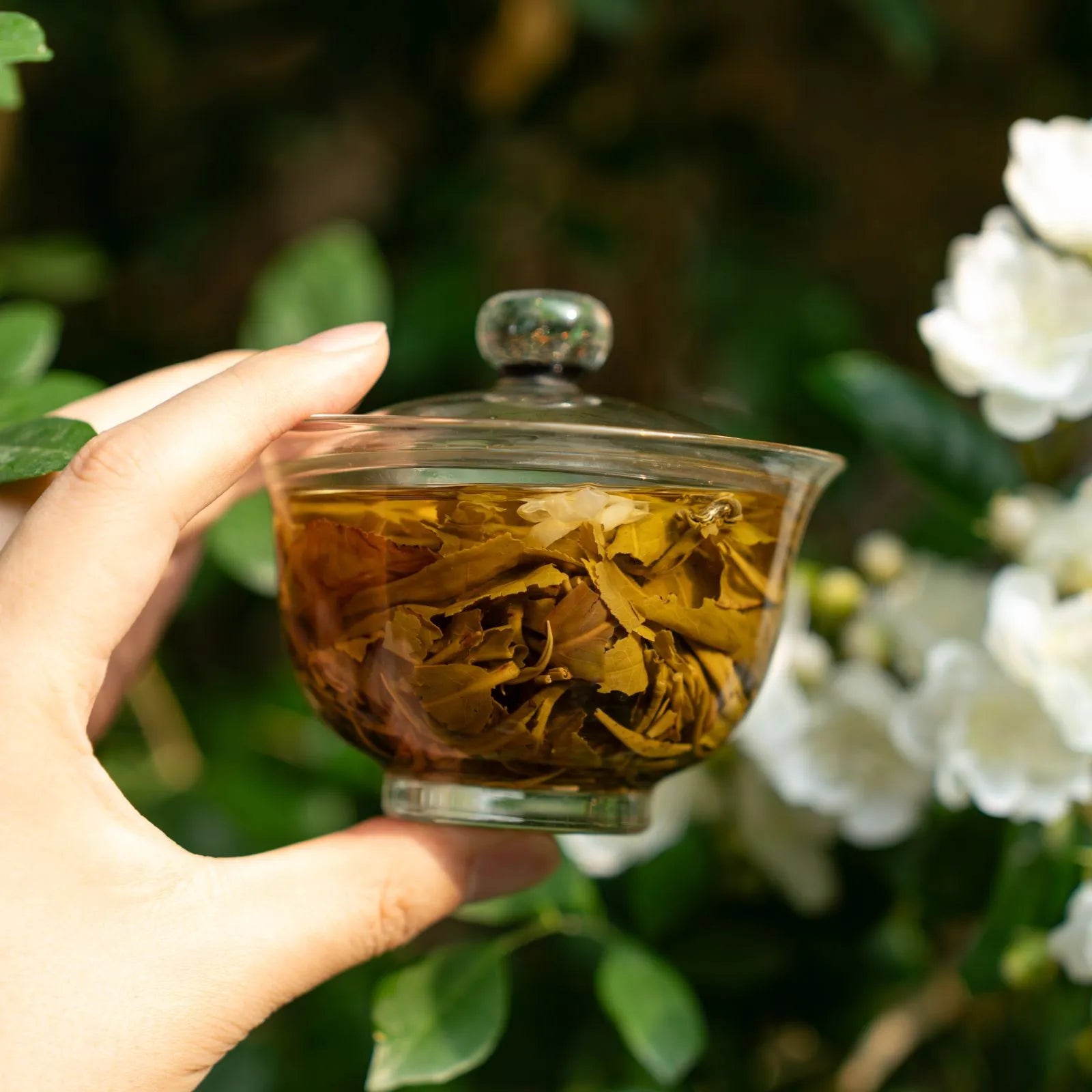 Jasmine Bi Luo Chun | Traditional 3-Scent Jasmine Green Tea (One Bud with Two Leaves) – Subtle Floral Aroma, Mild Flavor, Handpicked from 2000m High Mountains in Lincang, Yunnan | Summer Harvest June 2024 | 3.5oz (100g) For Afternoon