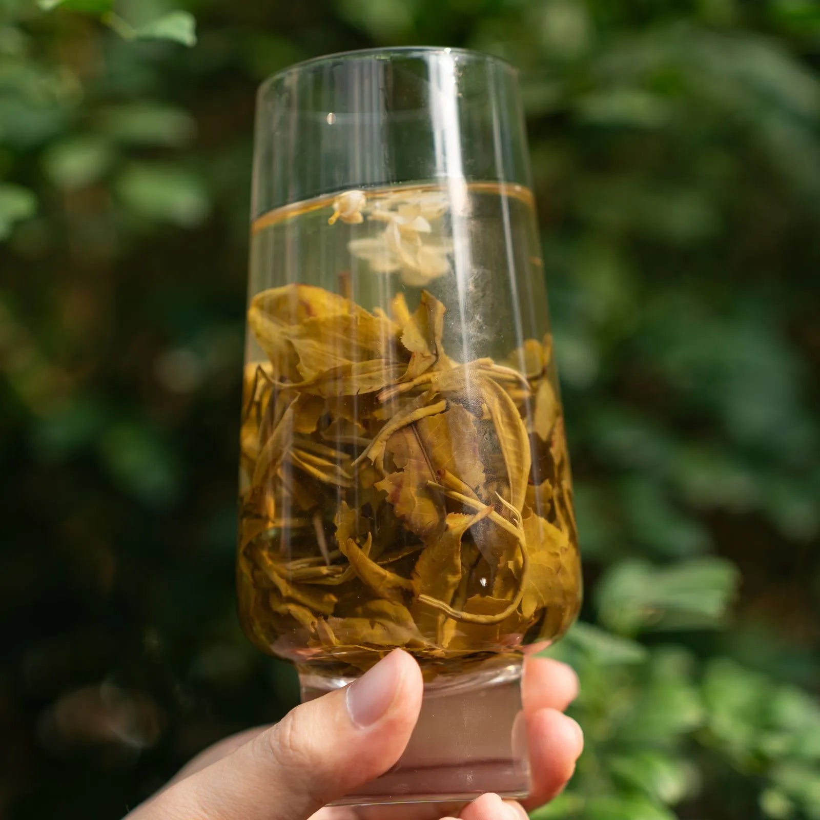 Jasmine Bi Luo Chun | Traditional 3-Scent Jasmine Green Tea (One Bud with Two Leaves) – Subtle Floral Aroma, Mild Flavor, Handpicked from 2000m High Mountains in Lincang, Yunnan | Summer Harvest June 2024 | 3.5oz (100g) For Afternoon