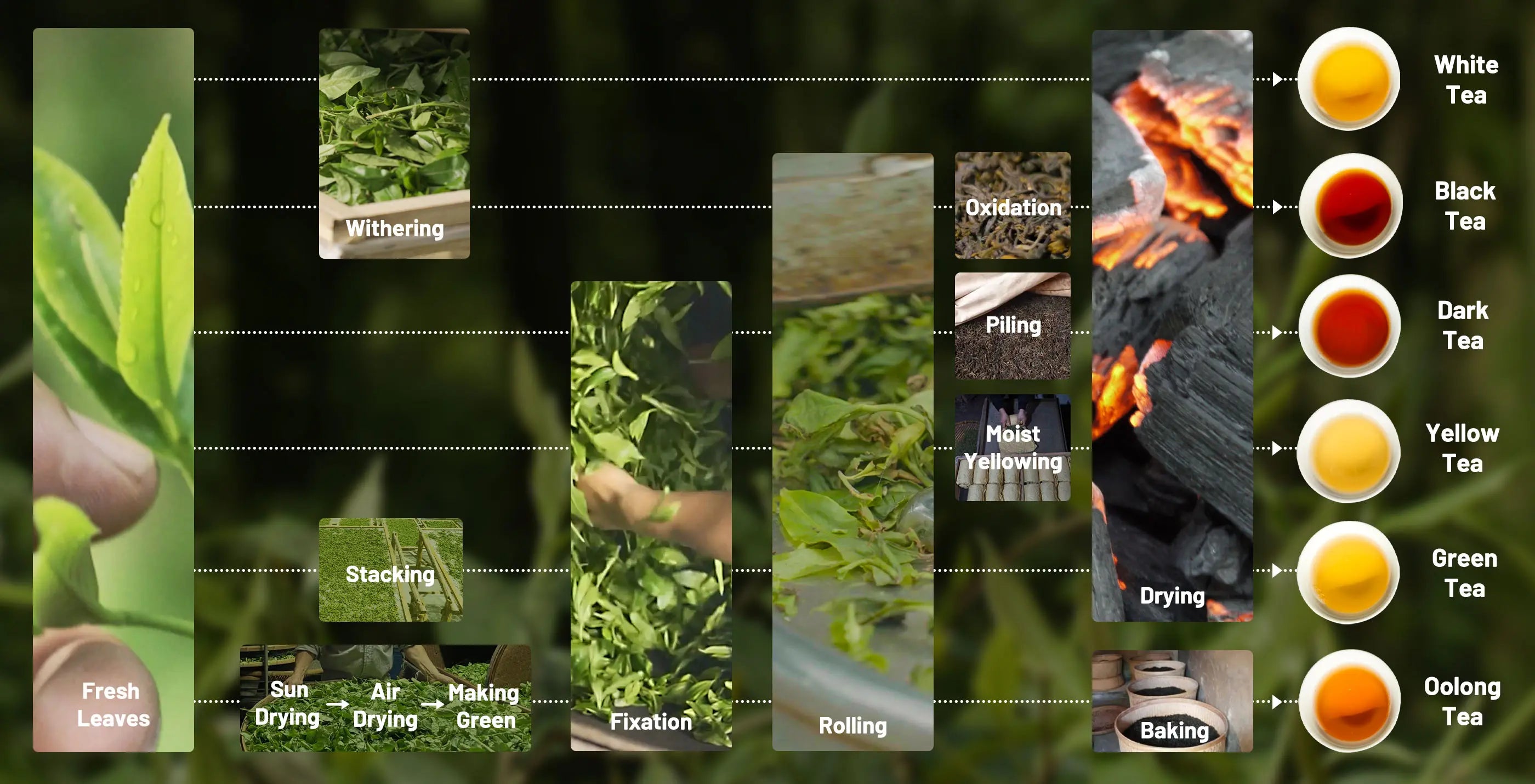 Chinese Tea Sampler | 6 Types Of Chinese Tea - iTeaworld