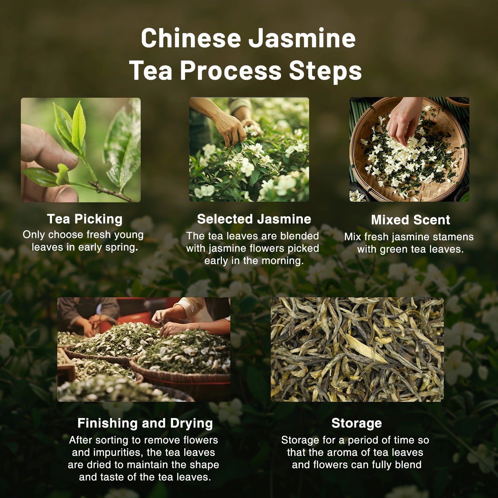 Jasmine Zhen Wang | Traditional 7-Scent Jasmine Tea (Pure buds) – Fresh, Intense Floral Aroma with Smooth, Sweet | 1200m High Mountain Tea from Minle Township, Puer, Yunnan | July 2023 Summer Tea | 3.5oz (100g) - Tasting Grade For Afternoon